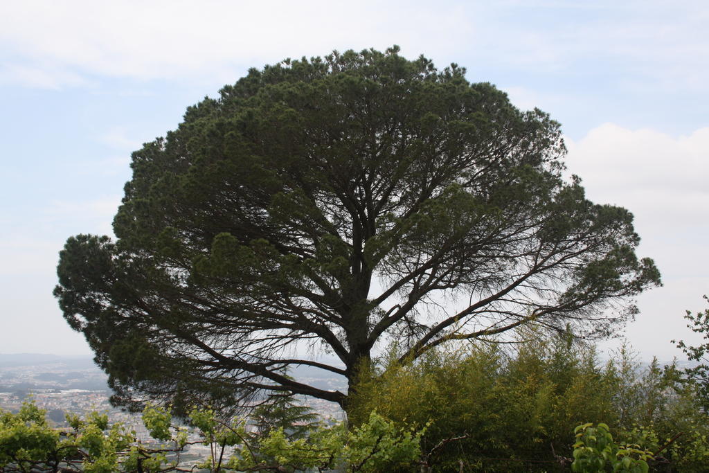 Quinta Das Leiras Santo Tirso Buitenkant foto