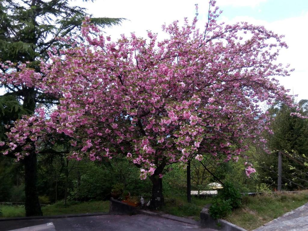 Quinta Das Leiras Santo Tirso Buitenkant foto